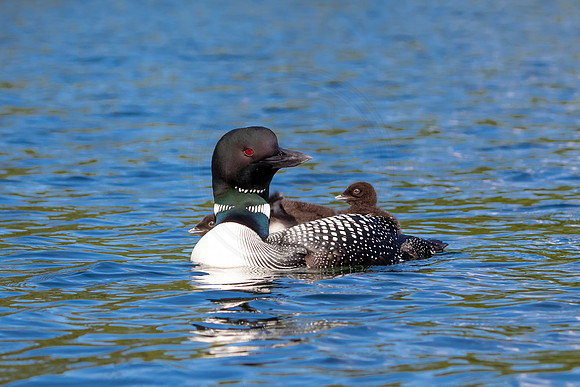 16 loons (IMG_0456) June 20, 2021