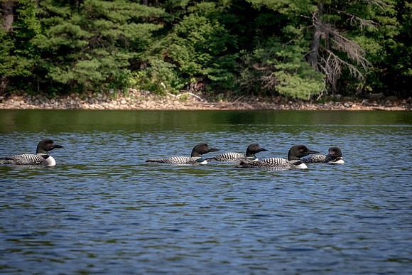 17 loon (624A4743) August 1, 2020