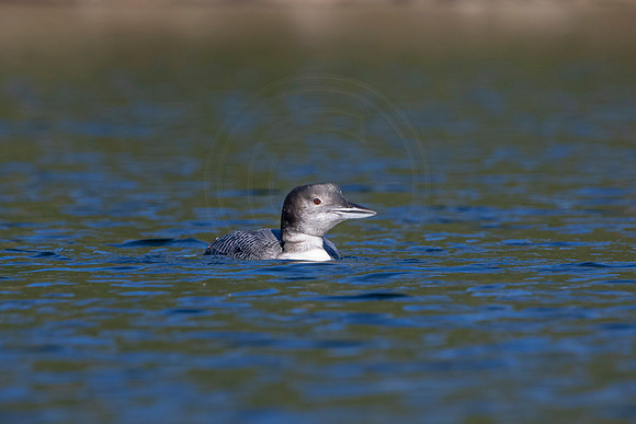15 loon (IMG_2908) September 4, 2021