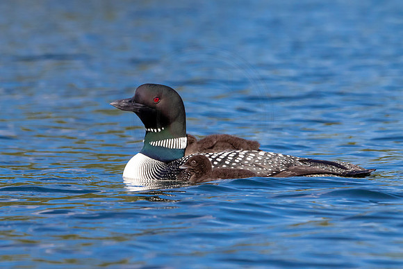 15 loons (IMG_0382) June 20, 2021