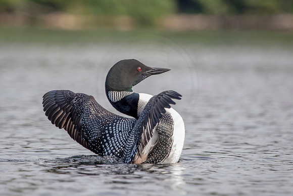 20 loon (624A3978) July 4, 2019