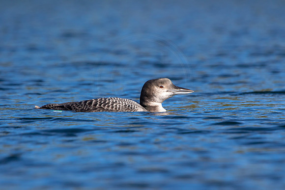 18 loon (IMG_2950) September 4, 2021