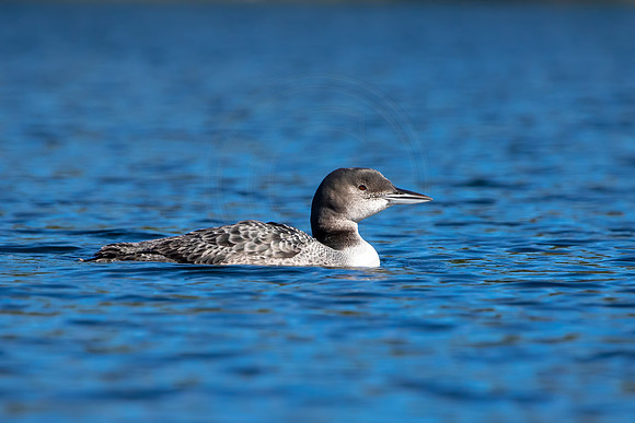 21 loon (IMG_2979) September 4, 2021