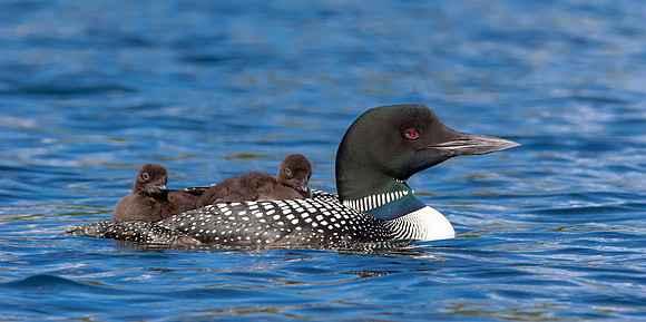 24 loons (IMG_0246) June 20, 2021