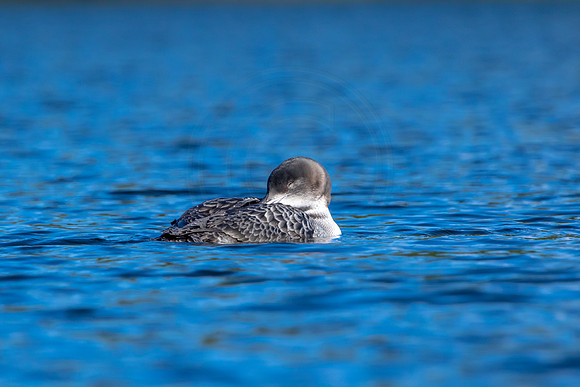 19 loon (IMG_2974) September 4, 2021
