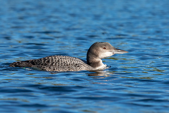 26 loon (IMG_3060) September 4, 2021