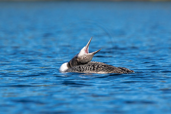 27 loon (IMG_3067) September 4, 2021