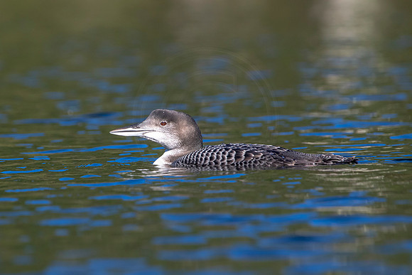 17 loon (IMG_2927) September 4, 2021