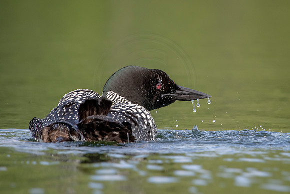 34 loon (624A4235) July 4, 2019