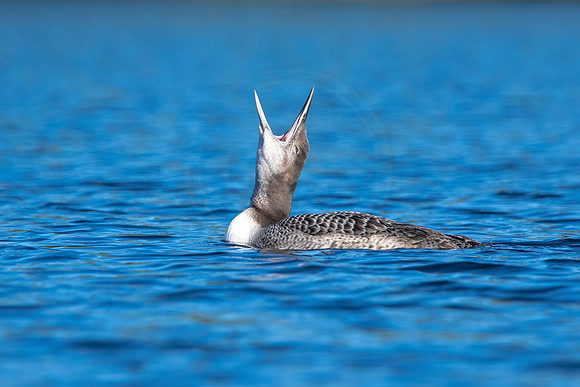 30 loon (IMG_3071) September 4, 2021