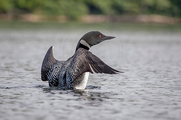 21 loon (624A3980) July 4, 2019