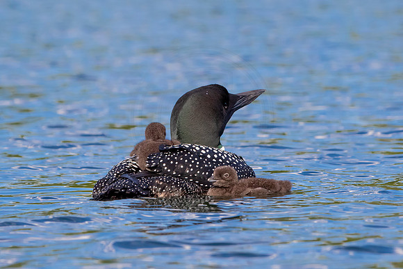 17 loons (IMG_0508) June 20, 2021