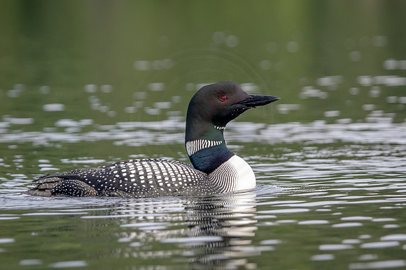 25 loon (624A4069) July 4, 2019