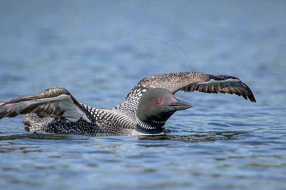 53 loon (624A4600) July 4, 2019