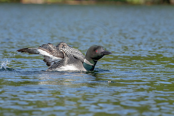 62 loon (624A4666) July 4, 2019