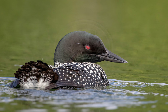42 loon (624A4487) July 4, 2019