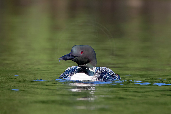 71 loon (624A5130) August 1, 2019