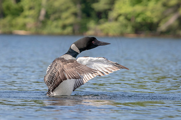 49 loon (624A4584) July 4, 2019