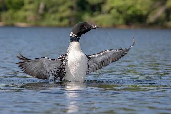 48 loon (624A4582) July 4, 2019