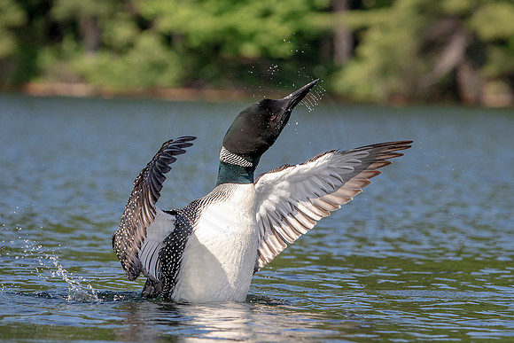 88 loon (624A4664) July 4, 2019
