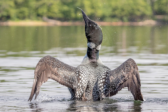 36 loon (624A4267) July 4, 2019