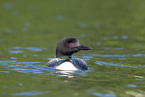 68 loon (624A4784) August 1, 2019