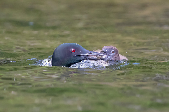 189 loon (IMG_1739) July 24, 2021