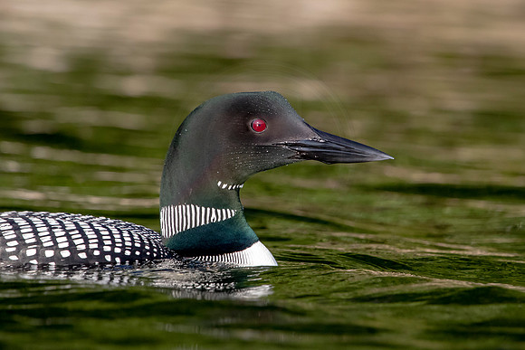 77 loon (624A5291) August 1, 2019