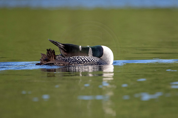 81 loon (624A5391) August 1, 2019
