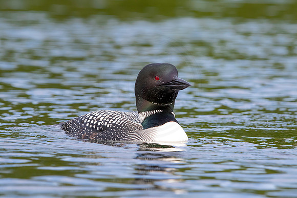 195 loon (IMG_1967) July 24, 2021