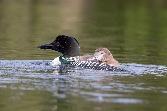 237 loons (IMG_2648) July 24, 2021