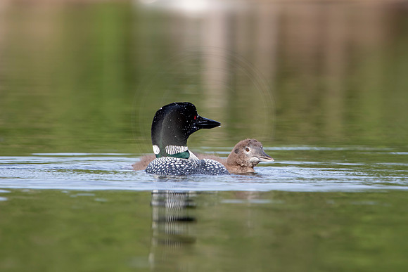 235 loons (IMG_2611) July 24, 2021