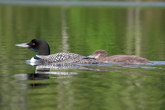 239 loons (IMG_2662) July 24, 2021