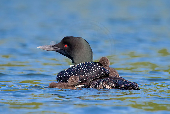 259 loons (624A8783) June 20, 2021