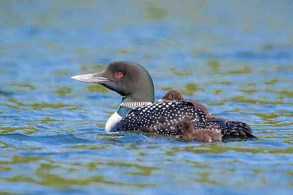 272 loons (624A8825) June 20, 2021