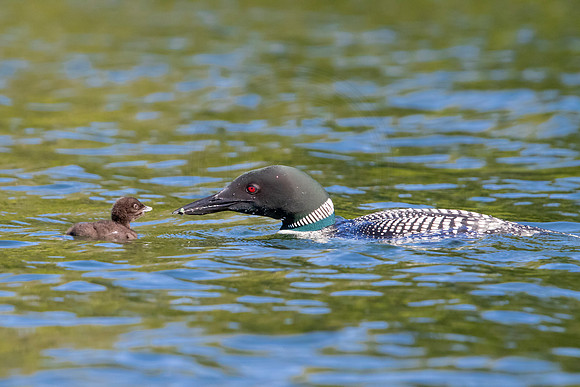274 loons (624A9084) June 20, 2021