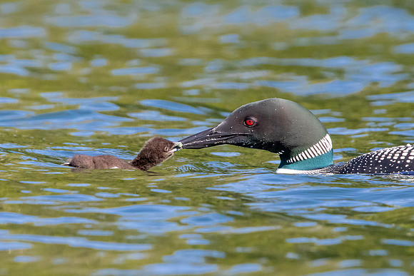 275 loons (624A9085) June 20, 2021