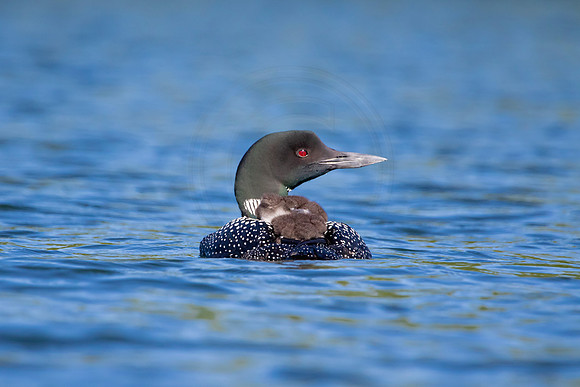 243 loons (624A8550) June 20, 2021