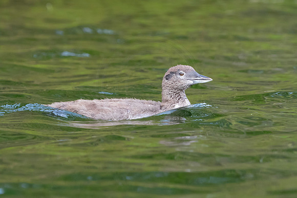 191 loon (IMG_1841) July 24, 2021