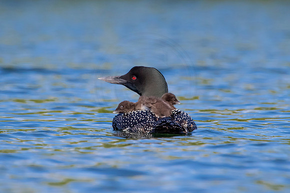 254 loons (624A8720) June 20, 2021