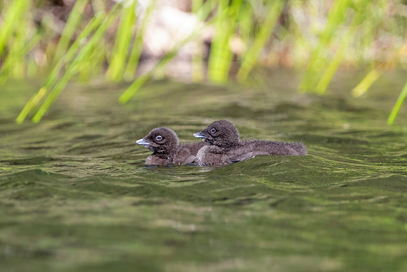 291 loons (624A9535) June 20, 2021