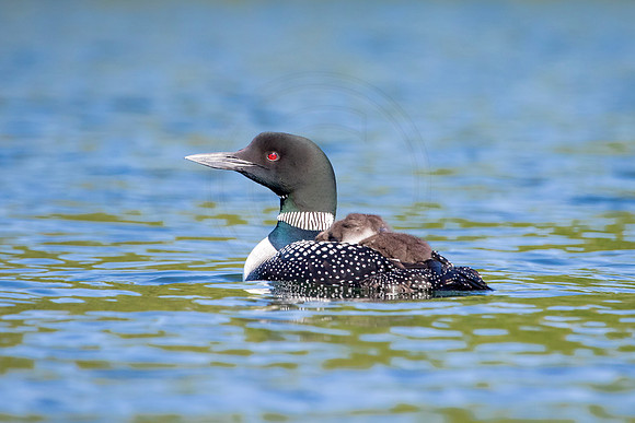 246 loons (624A8564) June 20, 2021