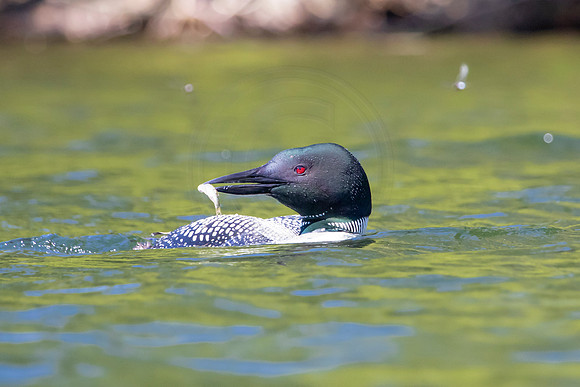 299 loons (624A9622) June 20, 2021