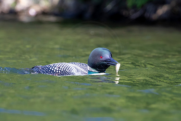 319 loons (624A9791) June 20, 2021