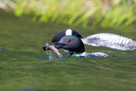 286 loons (624A9474) June 20, 2021