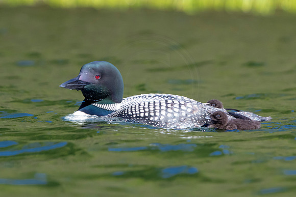 277 loons (624A9232) June 20, 2021