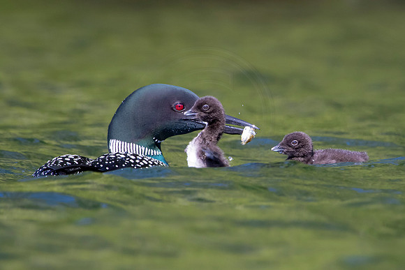 328 loons (624A9876) June 20, 2021