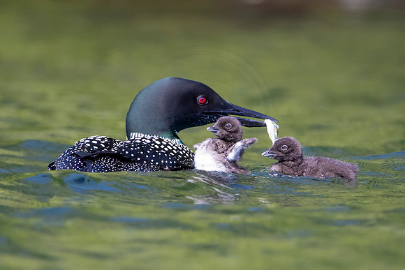 327 loons (624A9875) June 20, 2021