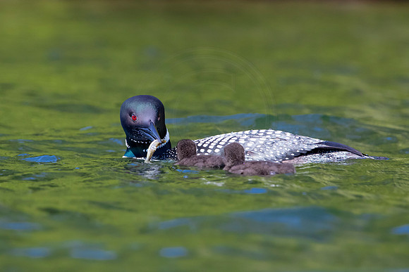 332 loons (624A9899) June 20, 2021