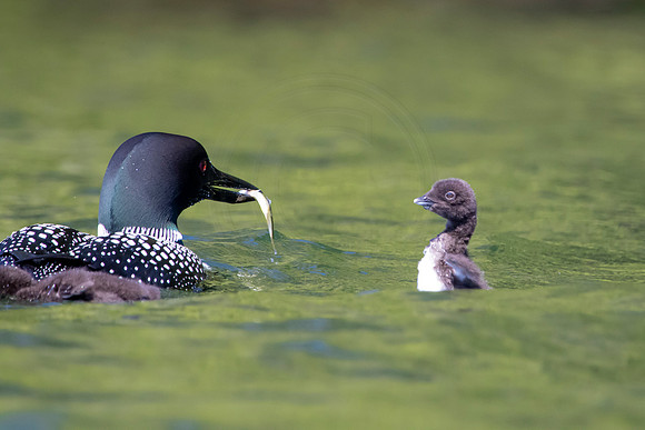 331 loons (624A9883) June 20, 2021